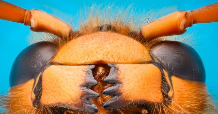 Robobee abeja microrrobot micro robot