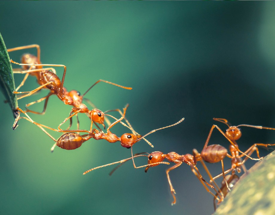 technium las hormigas forman sistemas complejos