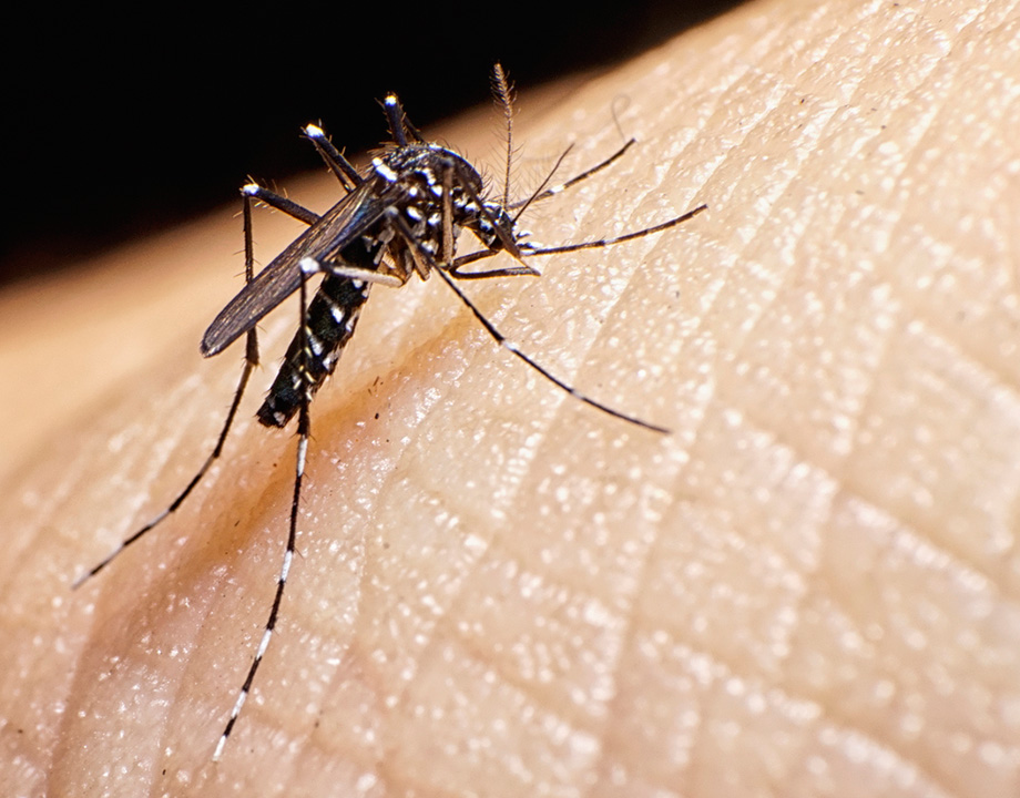 mosquito-enfermedades-calentamiento-global