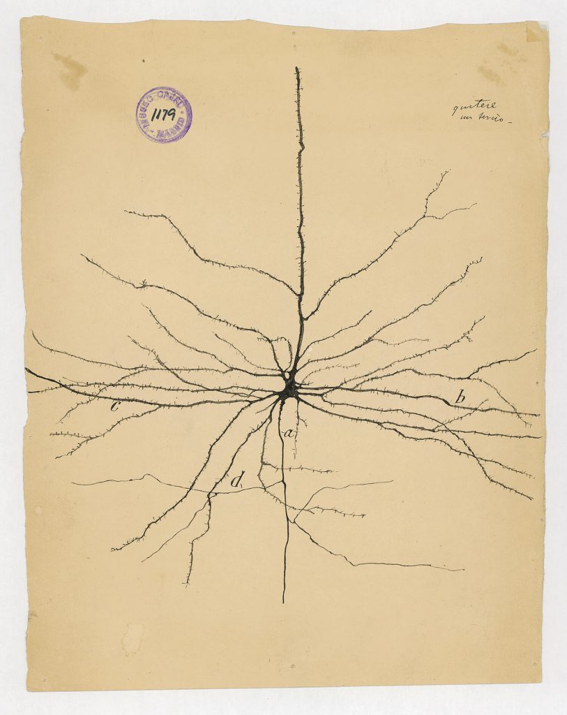 ilustraciones de ramon y cajal m1179