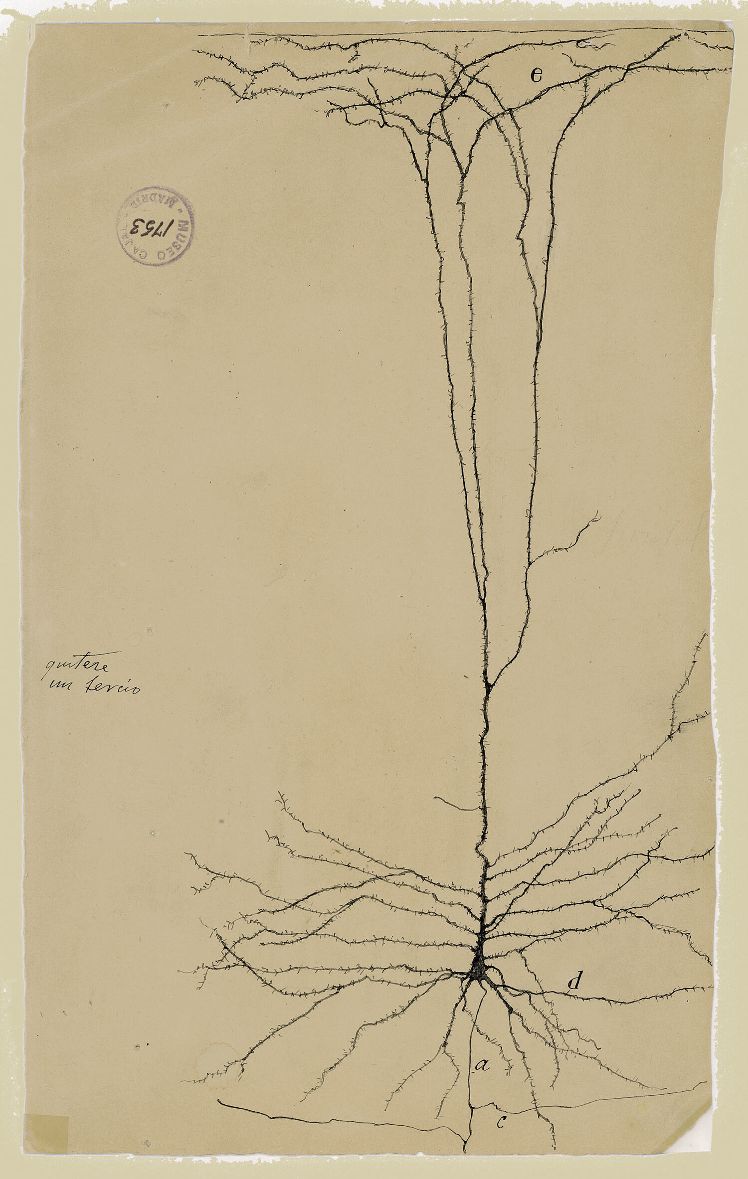 ilustraciones de ramon y cajal m1753