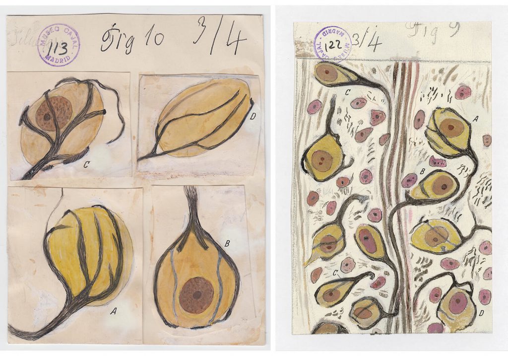 ilustraciones de ramon y cajal m113