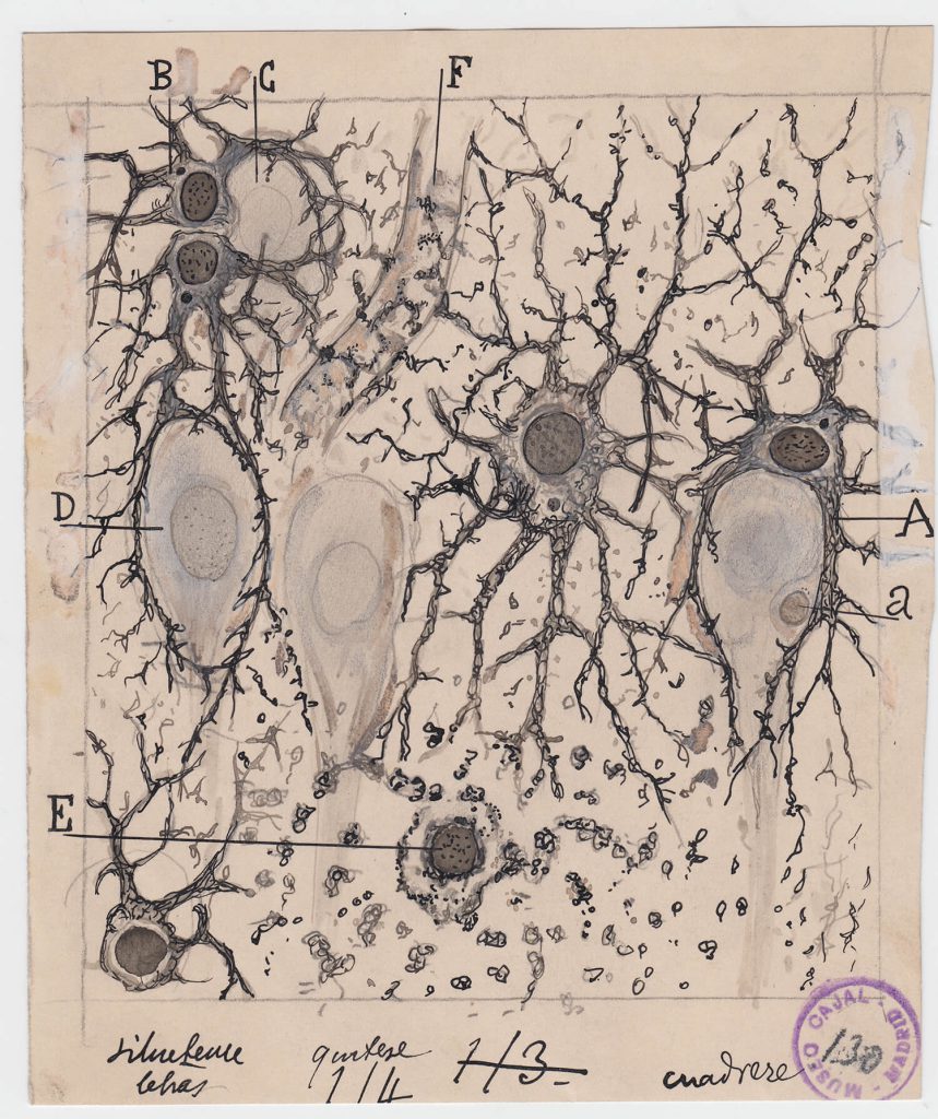 ilustraciones de ramon y cajal m130