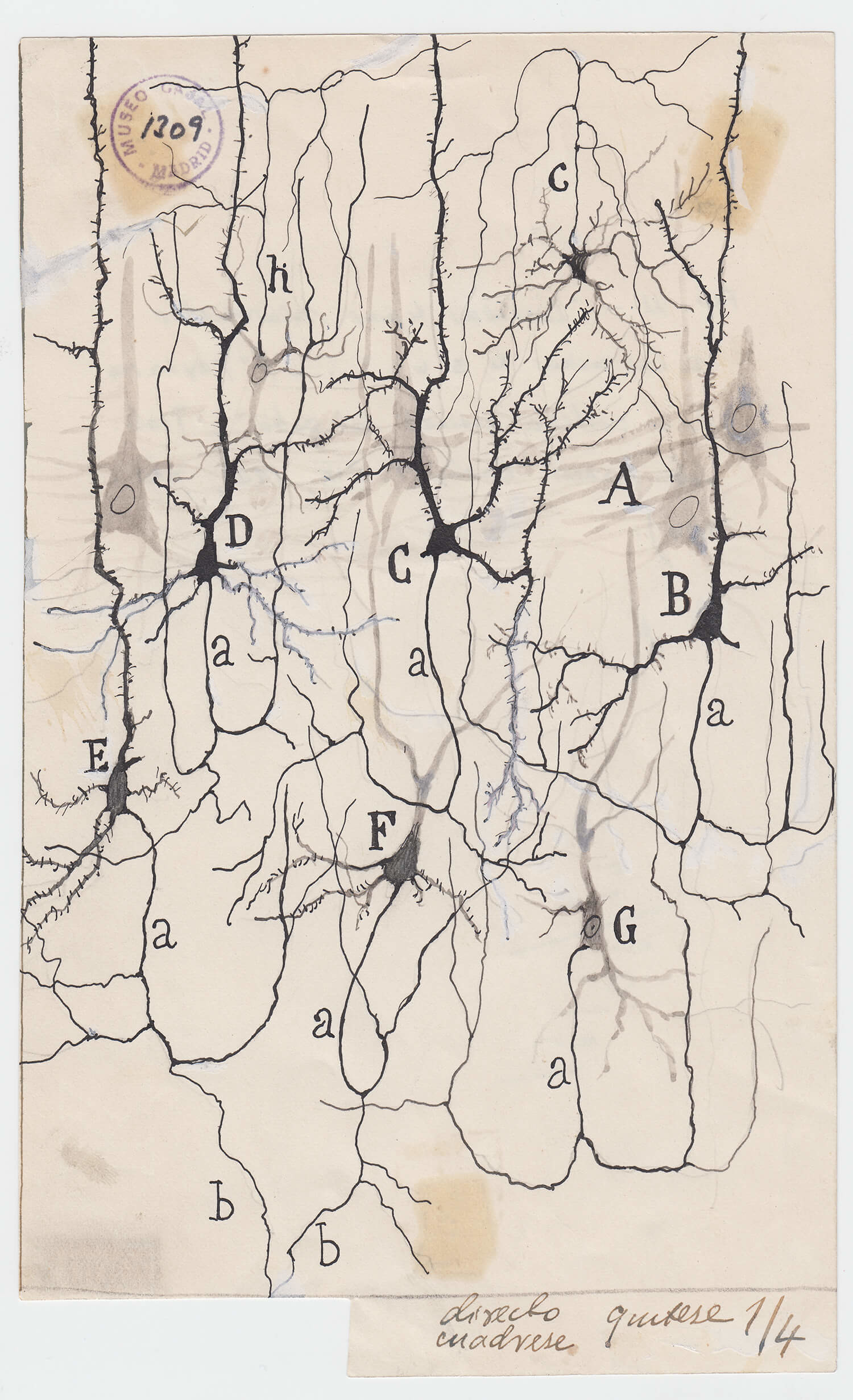 ilustraciones de ramon y cajal m1309