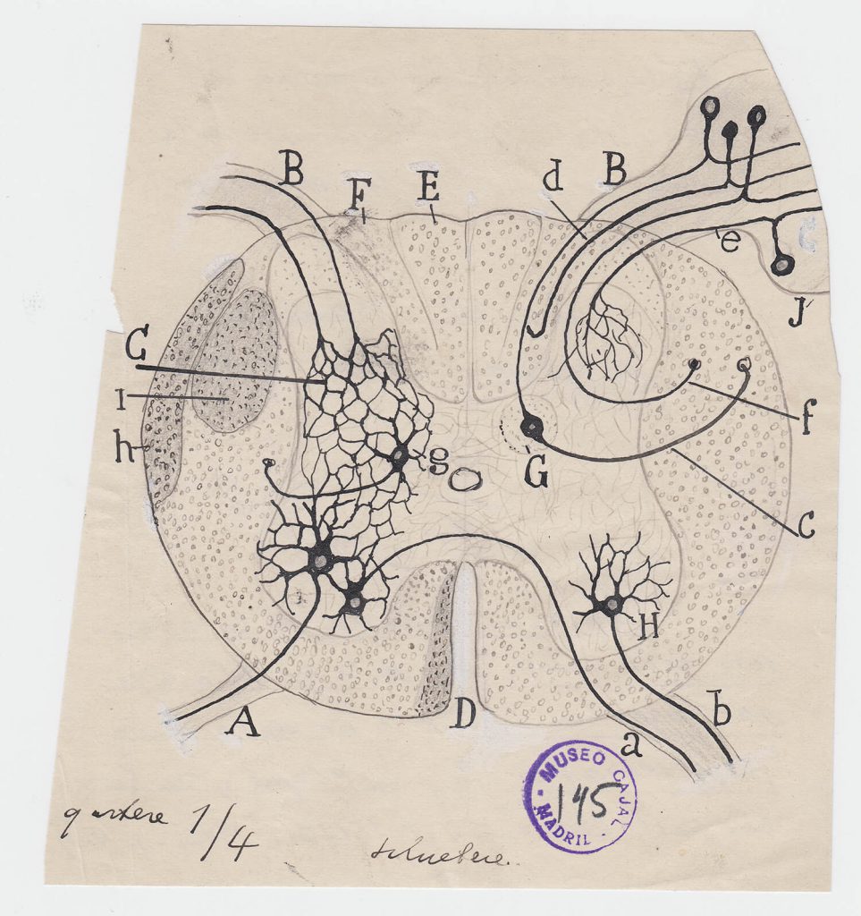 ilustraciones de ramon y cajal m145