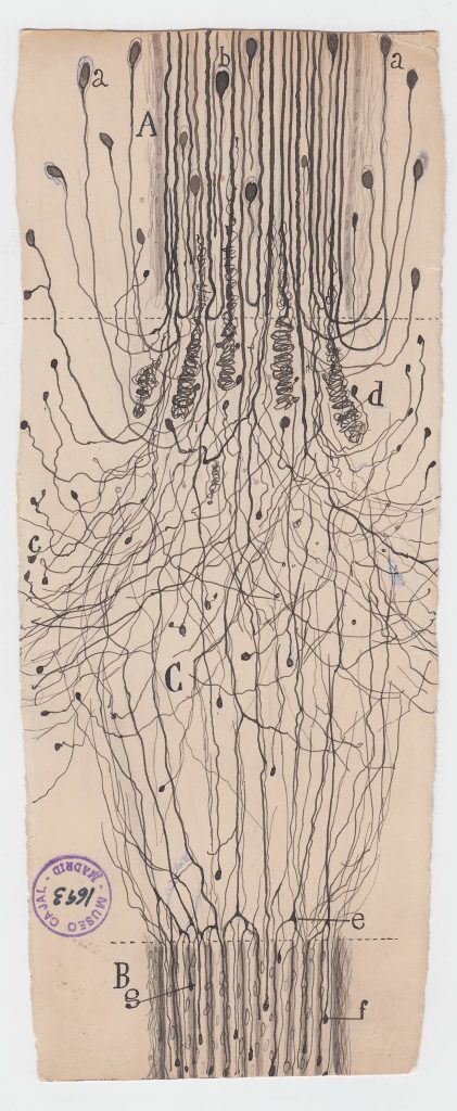 ilustraciones de ramon y cajal m1693