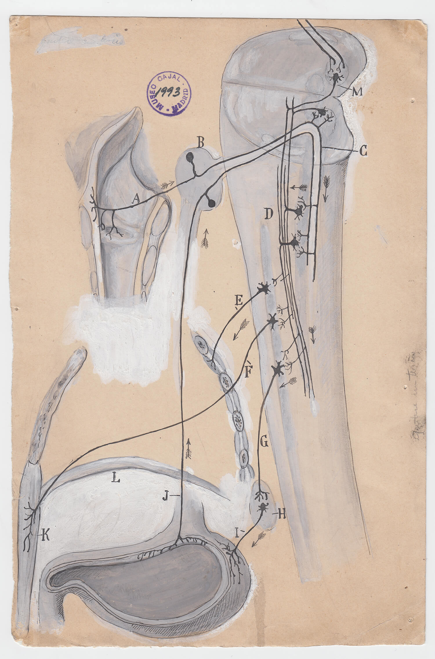 ilustraciones de ramon y cajal m1993