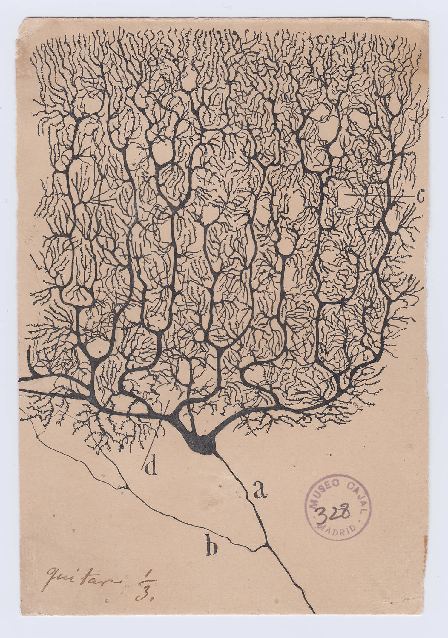ilustraciones de ramon y cajal super cerebelo