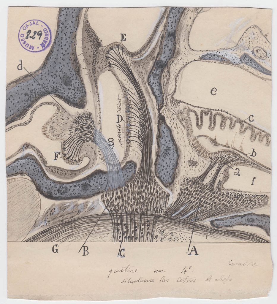 ilustraciones de ramon y cajal m829