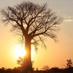 los baobabs desaparecen