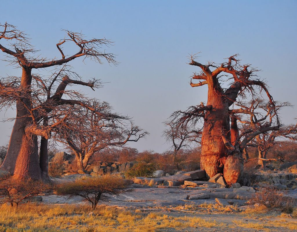 los baobabs desaparecen de africa
