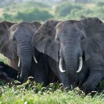 Salvar a los elefantes