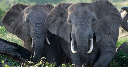 Salvar a los elefantes