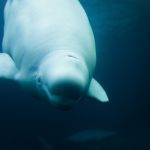 Un proyecto que integra IoT y medioambiente ayudó a preservar las ballenas beluga de la bahía de Cook, Alaska.