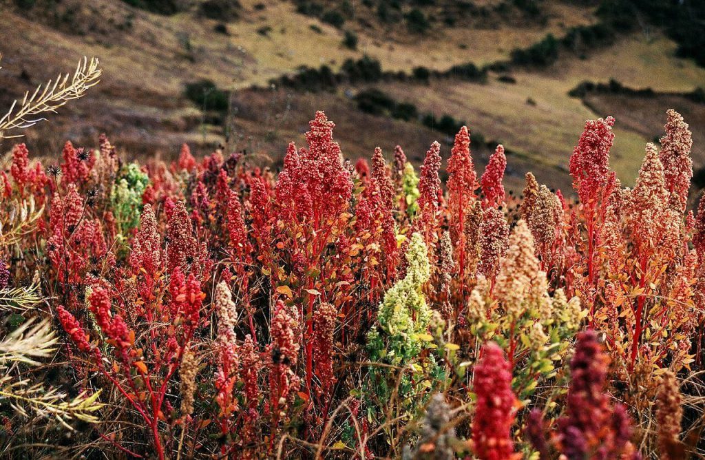 Cultivos de quinoa - Alimentación y medio ambiente