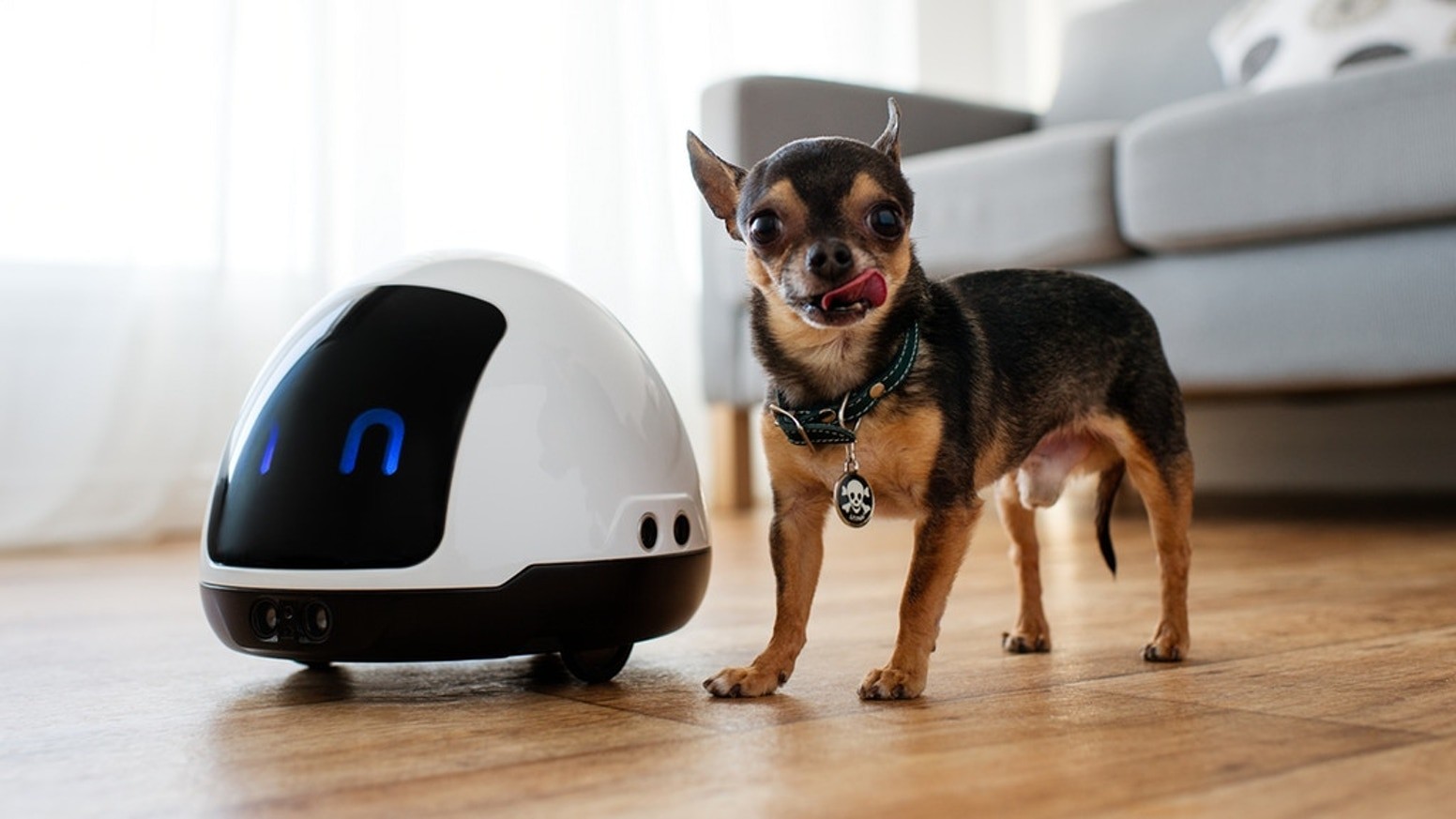 Este robot para mascotas les ayuda a perder peso