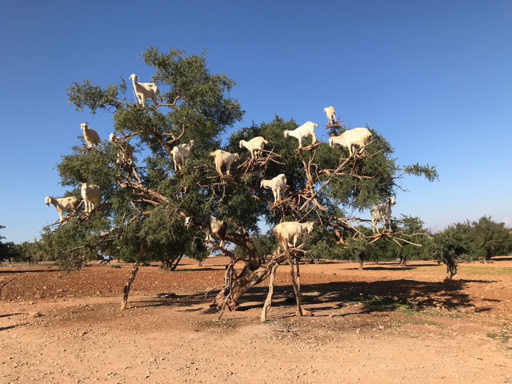 La clave científica de las cabras del argán en Marruecos
