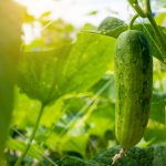 El cultivo inteligente de pepinos podría aumentar su producción