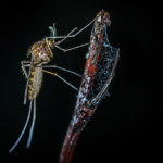 Analizamos los riesgos de los mosquitos, que transmiten enfermedades como el dengue o la malaria.
