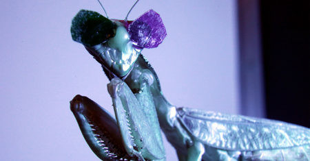 Mantis religiosa con gafas 3D