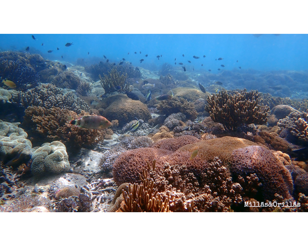 arrecifes de coral en Malasia