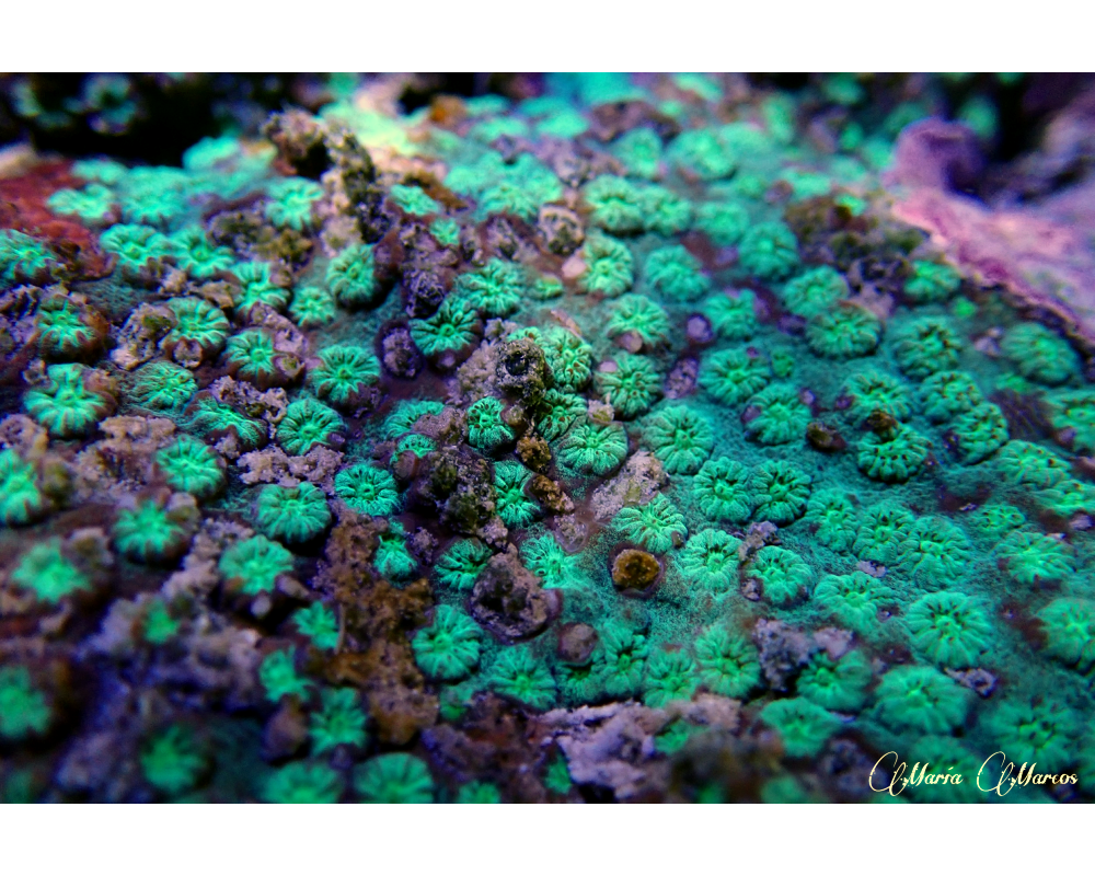 coral de Malasia