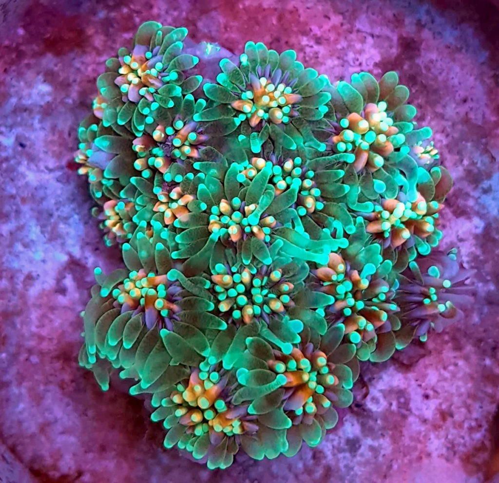 coral de galaxia en Malasia