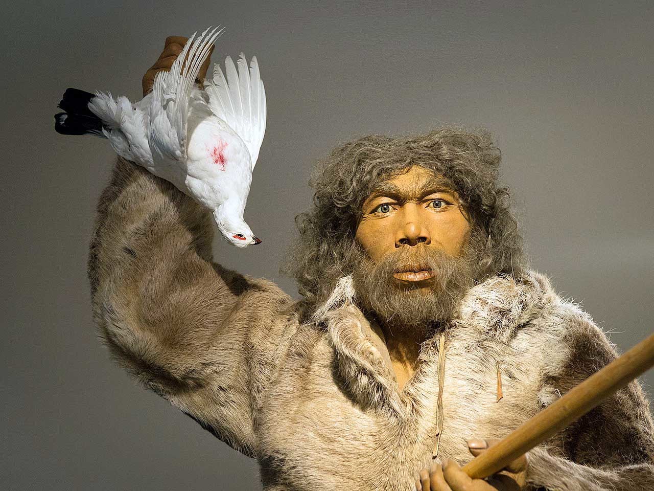 representación de un hombre de neandertal