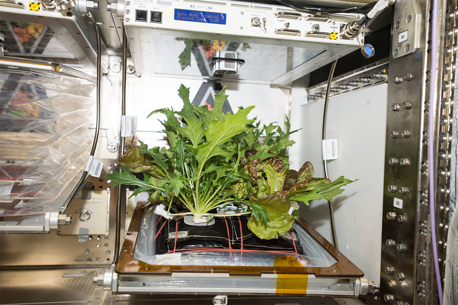 cultivar plantas en el espacio