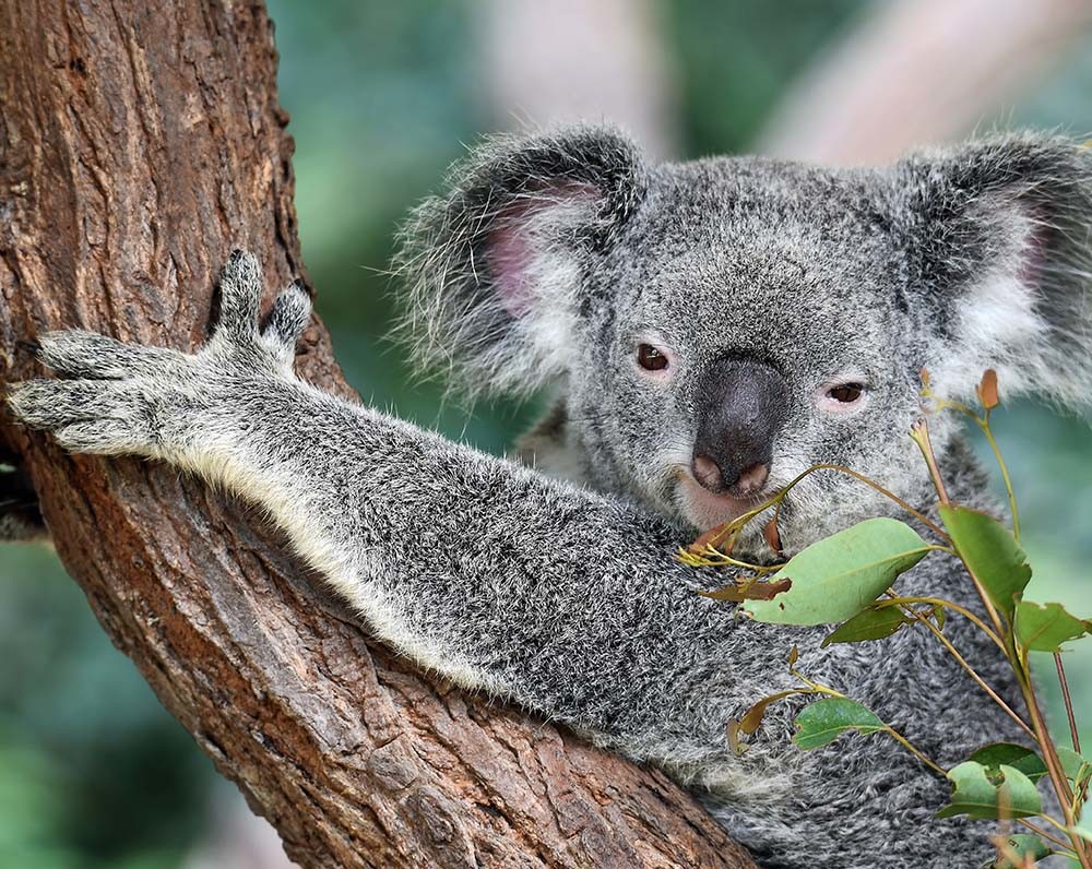 un koala, animal emblemático de Australia