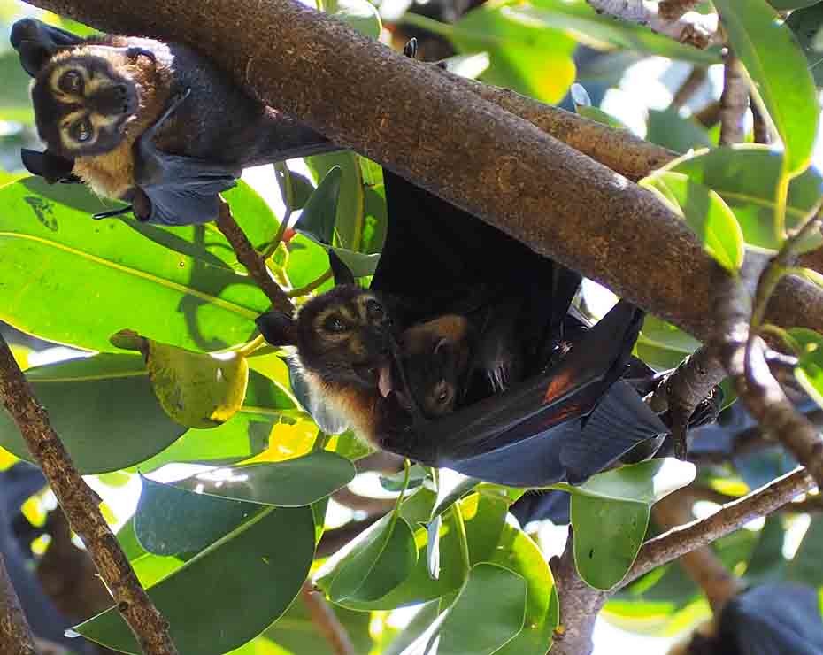 Los murciélagos son importantes reservorios de virus.