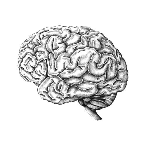 cerebro humano