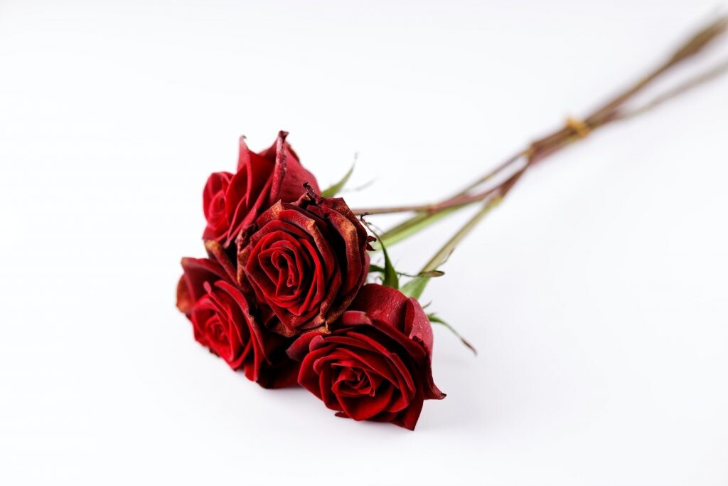 Guía de regalos de San Valentín para mujer - LolaFlora