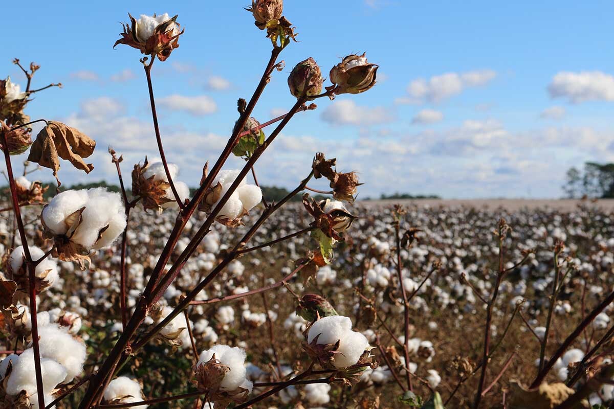 El algodón no siempre es sostenible: sus cosechas necesitan de gran cantidad de agua y químicos.