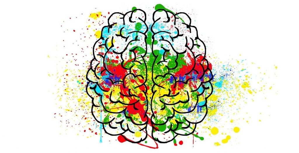 Cerebro- la neuroeducación