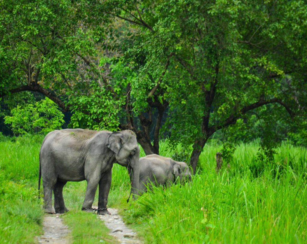 elefantes asiáticos cruzando un camino