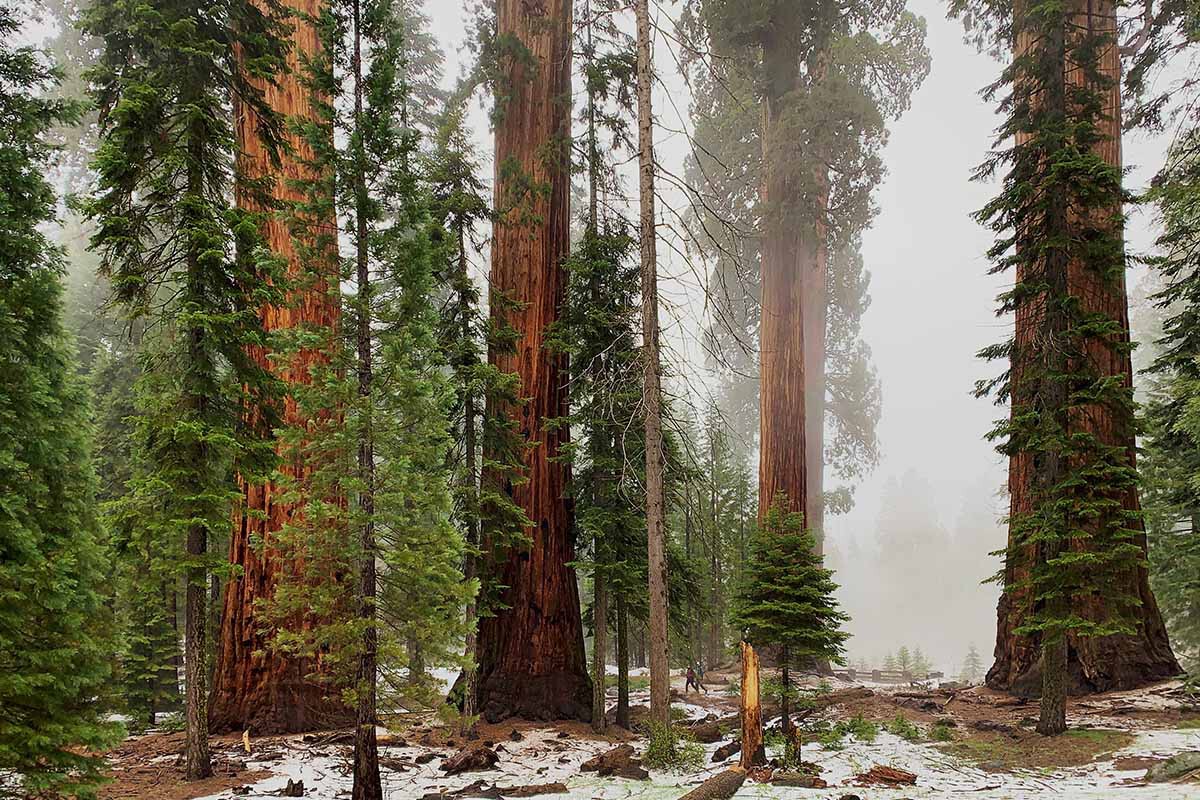 El árbol más alto del mundoes una secuoia de California.