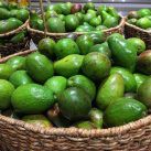 cesta con varios kilos de aguacates, una fruta cada vez más cultivada en España
