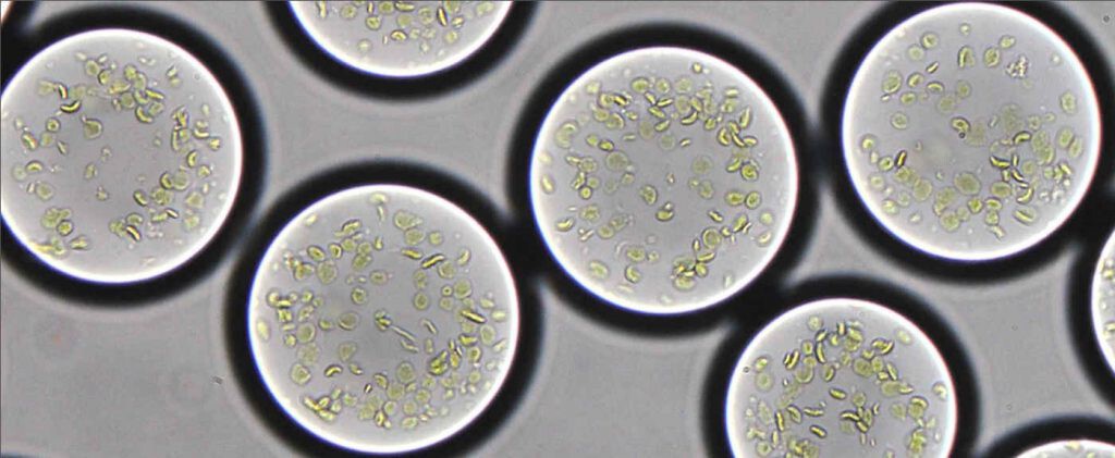 cloroplastos artificiales desarrollados en el instituto Max Planck