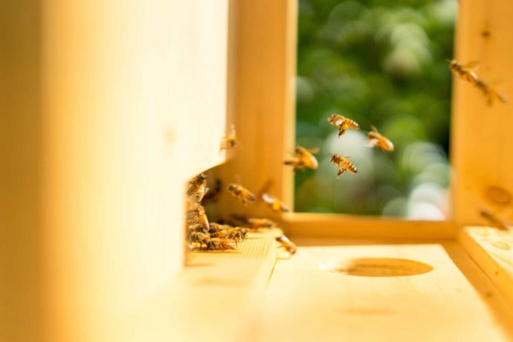 las abejas exploradoras regresan a la colmena y hacen su danza para contarles a las demás dónde encontrar comida
