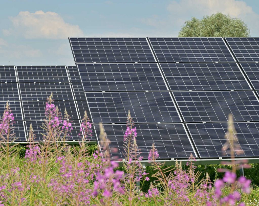 los beneficios de las plantas fotovoltaicas para la fauna y la flora