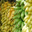 origen de los plátanos, una de las frutas más populares del mundo