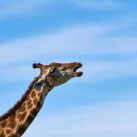 sonidos de los animales, cómo hablan las jirafas