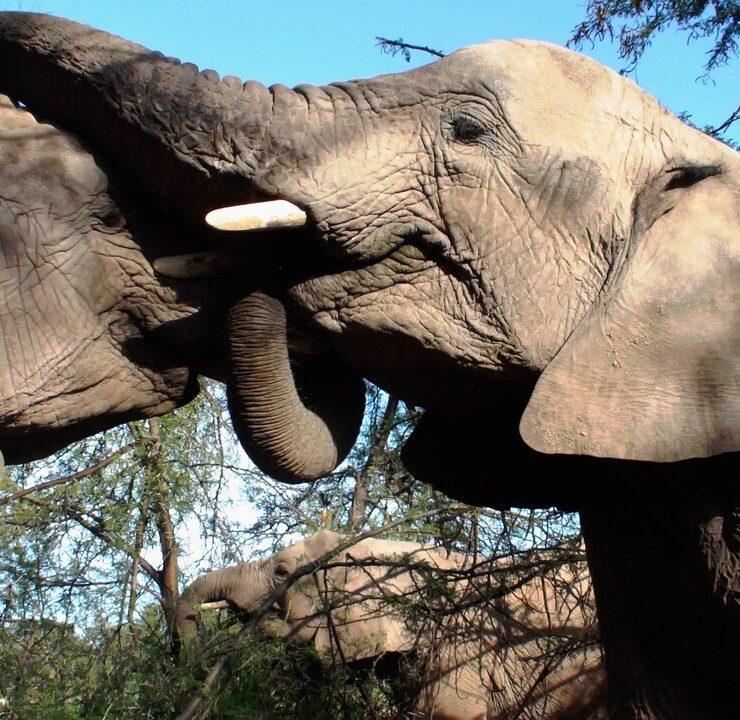elefantes amenazados