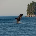 Las orcas tienen un comportamiento diferente con sus crías hembras y machos
