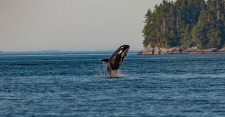 Las orcas tienen un comportamiento diferente con sus crías hembras y machos