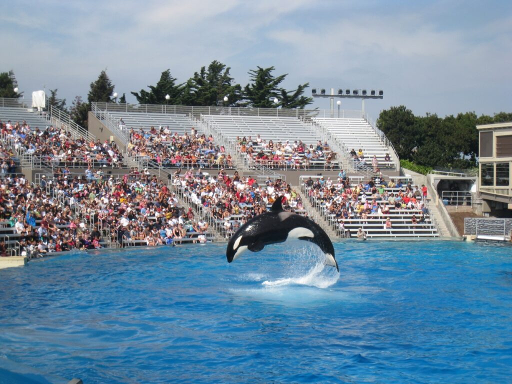 Una llamada orca asesina en cautividad, en el zoo de una ciudad