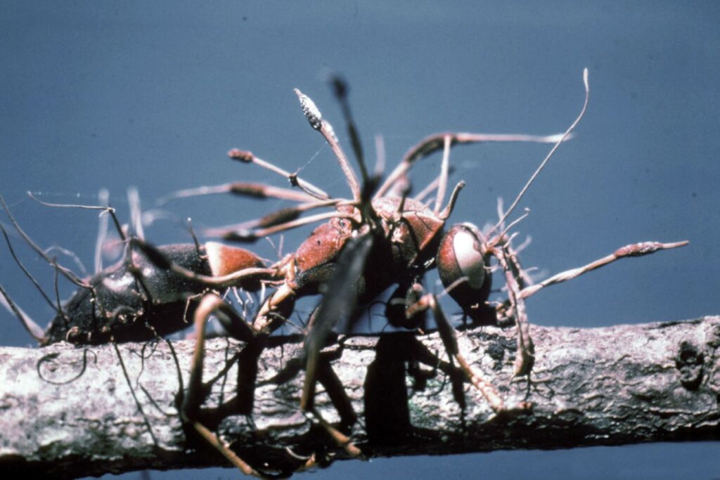 Una avispa parasitada por el hongo Cordyceps