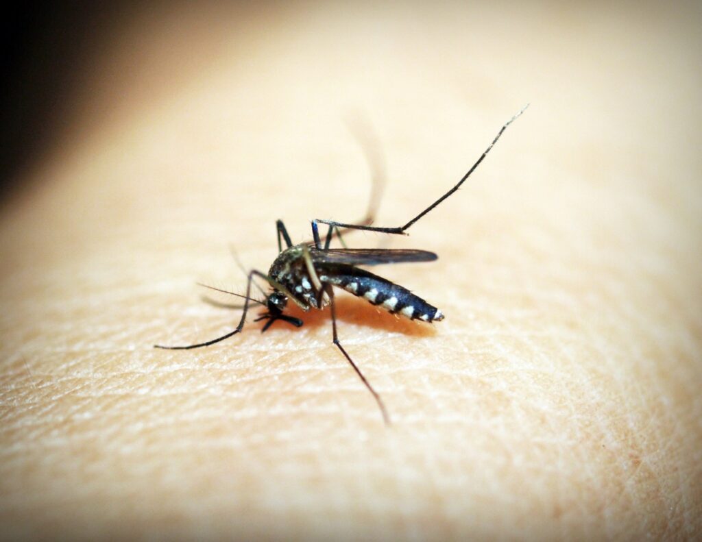 ¿Cómo repeler a los mosquitos de forma natural?