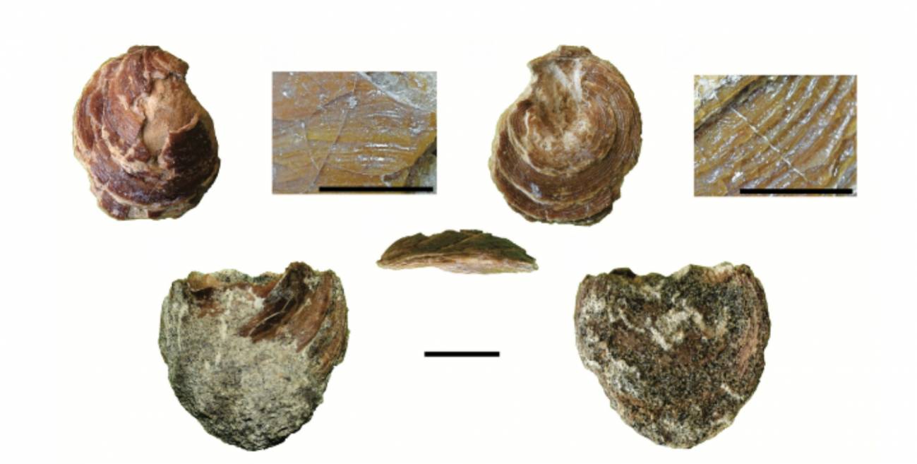 Pequeño y raro: fósil de Discinisca messii. Mide aproximadamente 2,5 cm. Era un animal filtrador, que se alimentaba de pequeños microorganismos que se encuentran en el agua. Crédito: Damián E. Pérez.